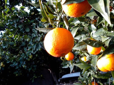 rsz_1arancio.jpg