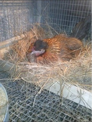 gallina.jpg