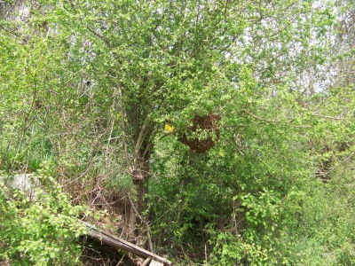 Recupero_Sciame_02_800x600.jpg