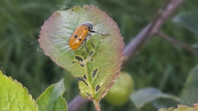 bestiaccia.jpg