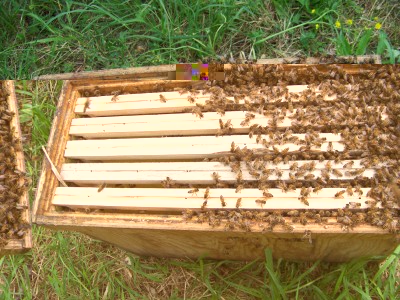 Recupero_Sciame_05_800x600.jpg