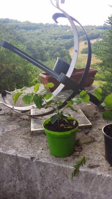 20140614_180442.jpg