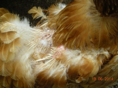 gallina.jpg