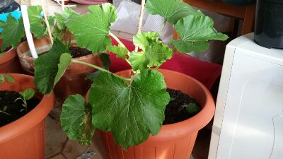 IMG_2014062841190.jpg