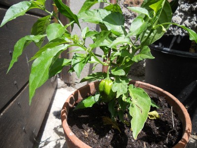 DSCN1526.JPG