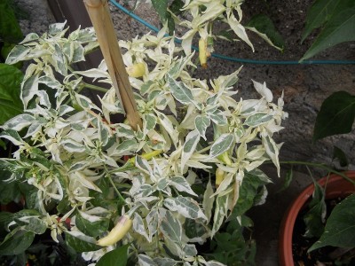 DSCN1530.JPG