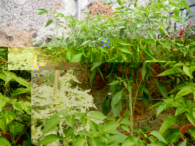 DSCN1531.JPG