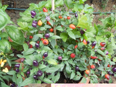 DSCN1533.JPG
