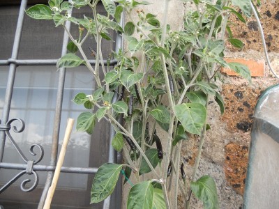 DSCN1537.JPG