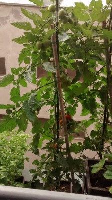 Balcone Pomodori.jpg