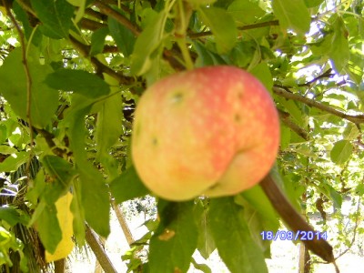2014-08-18 foto mela 006.JPG