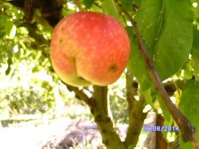 2014-08-18 foto mela 007.JPG