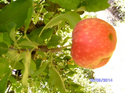 2014-08-18 foto mela 008.JPG