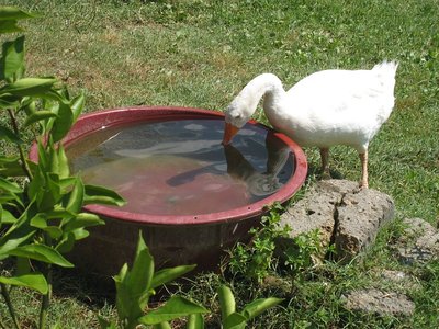 ocodominante.jpg