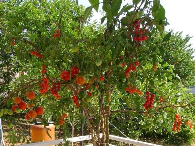 albero-pomodori-07.jpg