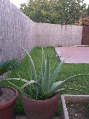 aloe.jpg