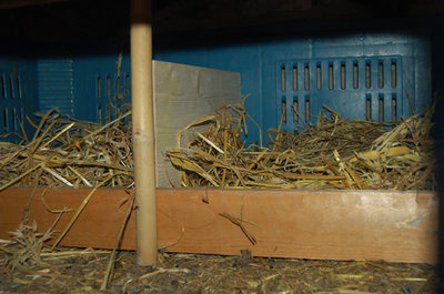 galline-011.jpg