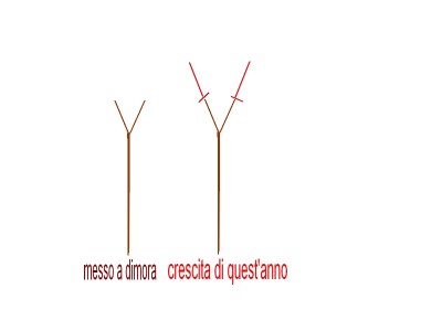 ciliegio.jpg