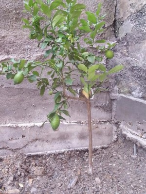 Limone.jpg