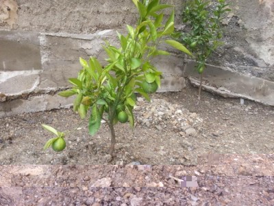 arancio.jpg