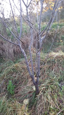2014-11-10 09.27.44.jpg