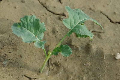 broccoli2.jpg