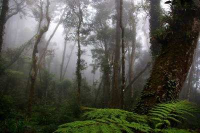 Mossy Forest.JPG