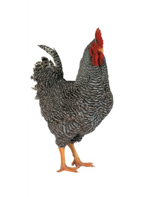 barred_grey.jpg