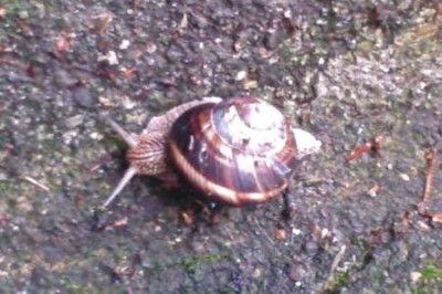 come-fare-per-contrastare-lumache-e-chiocciole_08ea90acca877289cc42bfd73692f89d-2.jpg (31.2 KiB) Osservato 459 volte come-fare-per-contrastare-lumache-e-chiocciole_08ea90acca877289cc42bfd73692f89d-2.jpg