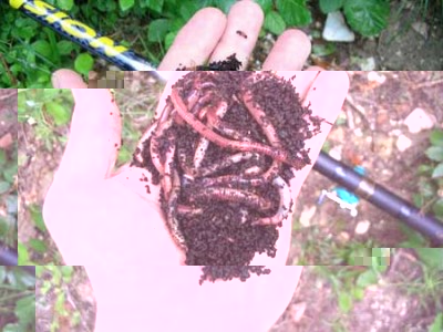 eschetorrente03.jpg (26.27 KiB) Osservato 641 volte eschetorrente03.jpg