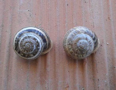 lumache.jpg (47.22 KiB) Osservato 2975 volte lumache.jpg