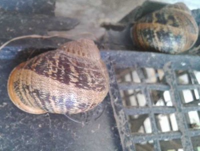 lumaconi.jpg (36.6 KiB) Osservato 2975 volte lumaconi.jpg