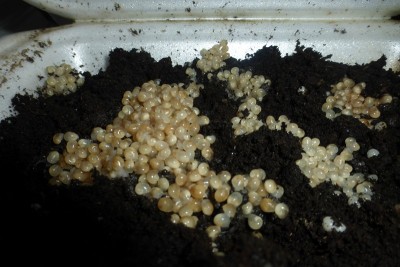 P1030033 (Copia).JPG (131 KiB) Osservato 680 volte P1030033 (Copia).JPG