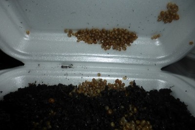 P1030034 (Copia).JPG (103.67 KiB) Osservato 680 volte P1030034 (Copia).JPG