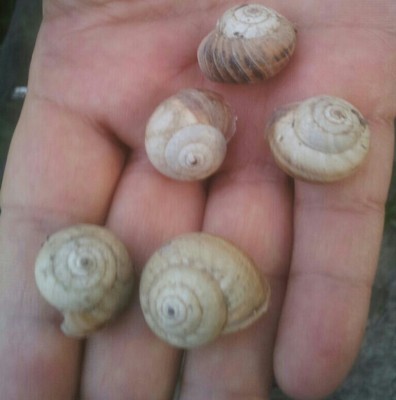 IMG-20150624-WA0001-1-1.jpg (354.12 KiB) Osservato 573 volte IMG-20150624-WA0001-1-1.jpg