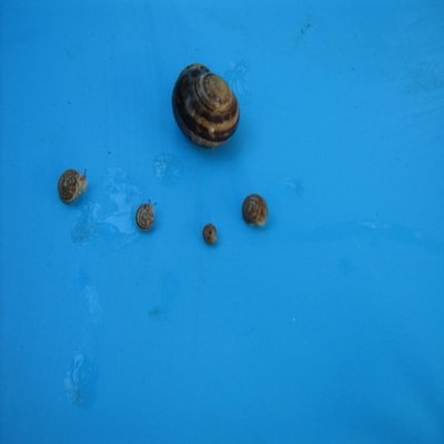 015.JPG (110.43 KiB) Osservato 6416 volte 015.JPG