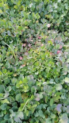 20160518_195832 (2).jpg (119.84 KiB) Osservato 1150 volte 20160518_195832 (2).jpg