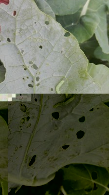 IMG_20160618_104653.jpg (56.06 KiB) Osservato 955 volte IMG_20160618_104653.jpg