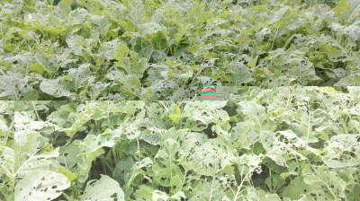 IMG_20160618_102422.jpg (152.47 KiB) Osservato 955 volte IMG_20160618_102422.jpg