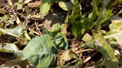 P_20160630_151715.jpg (109.94 KiB) Osservato 494 volte P_20160630_151715.jpg