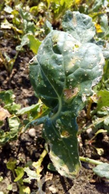 P_20160630_151700.jpg (98.56 KiB) Osservato 494 volte P_20160630_151700.jpg