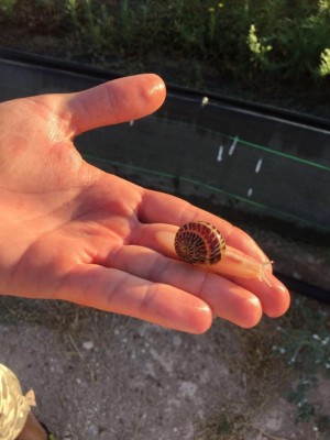 WhatsApp Image 2016-08-23 at 20.01.49.jpeg (66.67 KiB) Osservato 862 volte WhatsApp Image 2016-08-23 at 20.01.49.jpeg