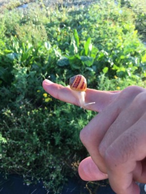 WhatsApp Image 2016-08-23 at 20.01.46.jpeg (93.45 KiB) Osservato 862 volte WhatsApp Image 2016-08-23 at 20.01.46.jpeg