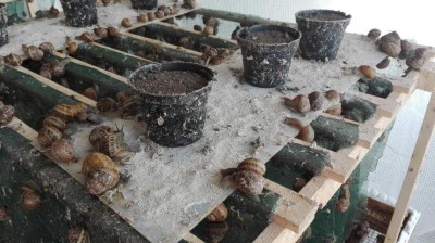 1.jpg (115.6 KiB) Osservato 1245 volte 1.jpg