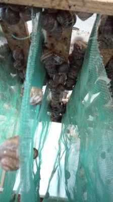 4.jpg (78.46 KiB) Osservato 1303 volte 4.jpg