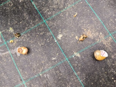 image2.JPG (144.28 KiB) Osservato 1348 volte image2.JPG