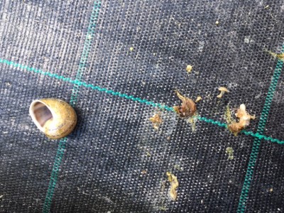 image1.JPG (157.73 KiB) Osservato 1348 volte image1.JPG