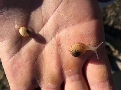 19275084_1913533775560802_4706412976915643532_n.jpg (35.13 KiB) Osservato 1162 volte 19275084_1913533775560802_4706412976915643532_n.jpg