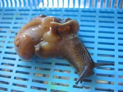 ennemis_angiostoma1.jpg ennemis_angiostoma1.jpg