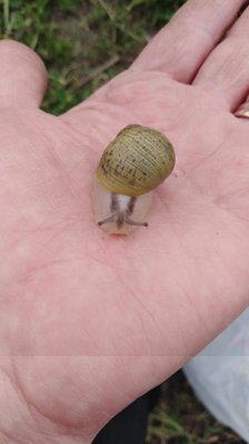 IMG-20190422-WA0004.jpg (39.41 KiB) Osservato 4246 volte IMG-20190422-WA0004.jpg